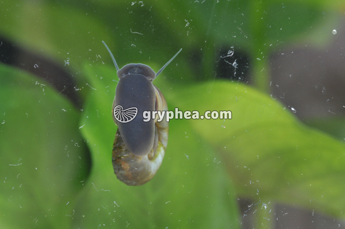 Planorbe (Planorbarius corneus) - gryphea.com